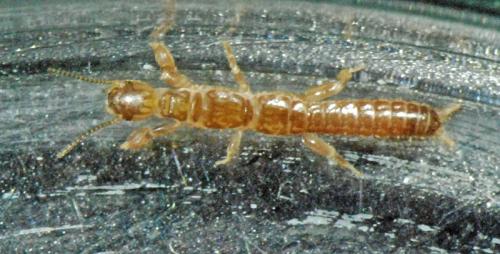Haploembia solieri
